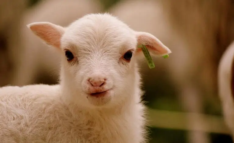 Pasqua a Roma esiste un&rsquo;alternativa all&rsquo;abbacchio